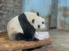 -海南热带野生动植物园