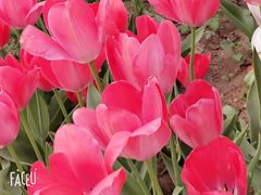 -石家庄市植物园