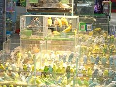 -青石桥花鸟鱼虫市场(叠翠城店)