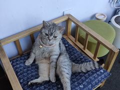 -这儿没有猫·猫咖萌宠馆·撸猫