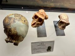 -辽宁古生物博物馆