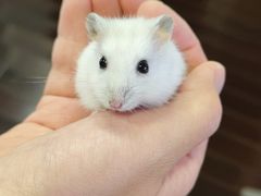 -双季花艺园艺市场(浦东店)