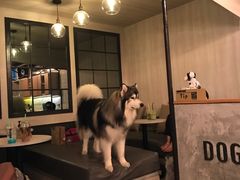 -Dog in Town Ekkamai