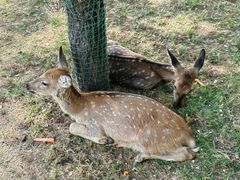 -北京鹿世界主题园