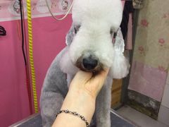 -爱宠屋pet shop·宠物洗澡·宠物美容