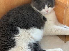 -Catmate·猫肥家润(金润铂宫店)