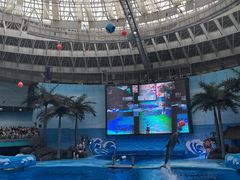 -海合安成都极地海洋公园