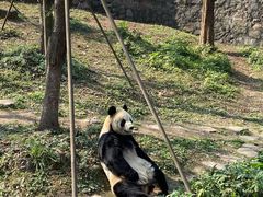 -都江堰中华大熊猫苑