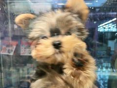 -FAELING PETS美天灵宠物(富力广场店)