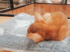 -袖虎·猫馆(体育西路店)