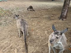 -秦皇岛野生动物园