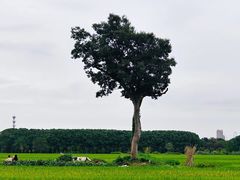 -嘉北郊野公园