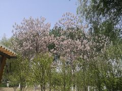 -大兴滨河森林公园