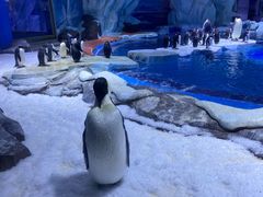 -上海海昌海洋公园