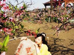 -樂桃源奉贤黄桃种植采摘基地