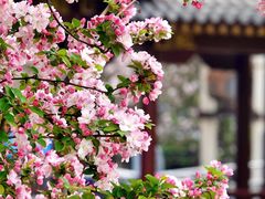 -海棠花溪(元大都城垣遗址公园)