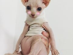 -喵zoo家庭繁育猫舍(尖东智能花园店)