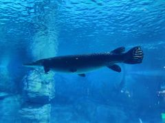 -烟台海昌鲸鲨海洋公园