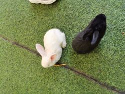 -萌宠亲子动物乐园(槐房万达店)