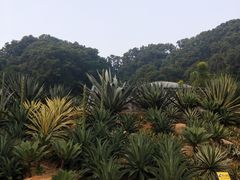 -深圳仙湖植物园-停车场