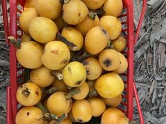 -塘栖枇杷特色园区