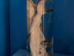 -上海海洋大学鱼文化博物馆(军工路校区)