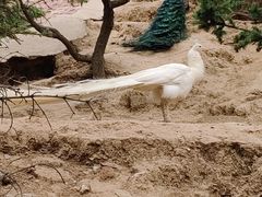-青藏高原野生动物园