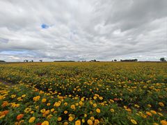 -顶顶汤火牛排火锅·经典铜锅涮肉