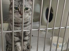 -纳吉亚猫专科动物医院·北北分院
