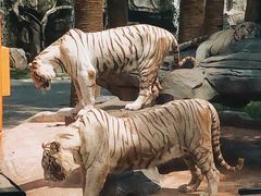 -北京野生动物园