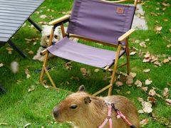 -J Create城市露营咖啡·简餐·宠物(上海动物园店)