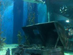 -暹罗海洋世界