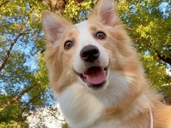 -翊宠yipet猫狗购宠庄园犬舍•猫舍