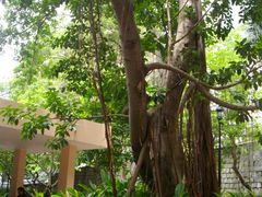 -香港佐治五世纪念公园