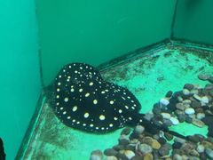 -青岛海底世界-水族馆