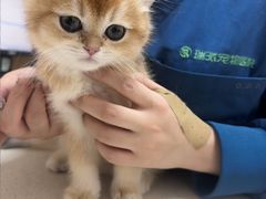 -瑞派康怡24h宠物医院·犬猫医疗中心·微创绝育(瑞景分院)
