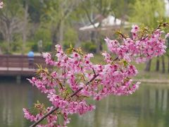 -新江湾城公园