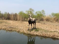 -溱湖国家湿地公园