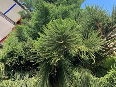 -璞真扎染博物馆