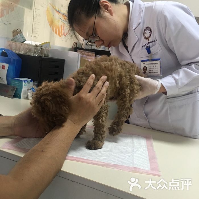 宠爱国际动物医院图片-北京宠物医院-大众点评网