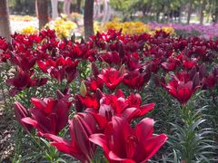 -石家庄市植物园