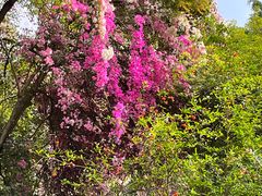 -深圳国际园林花卉博览园