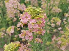 -中国天府农业博览园