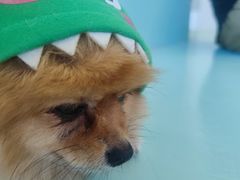 -怪兽屋·羊驼·猫咖·狗咖(俊华广场店)