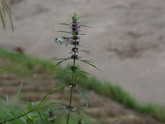 -涞滩古镇