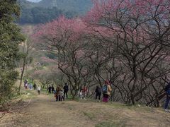 -新建村梅花
