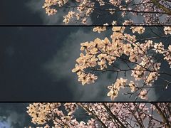 -中央公园(苏州工业园区)