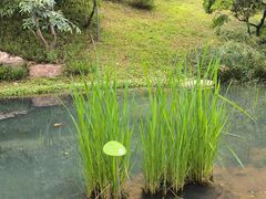 -云溪植物园