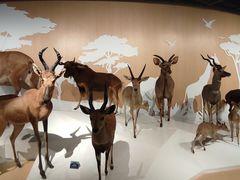 -陕西自然博物馆