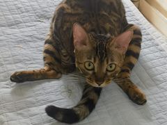 -纳吉亚猫专科动物诊疗中心(蒋宅口分院)